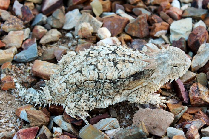 Horned lizard